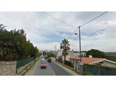 Cotovia